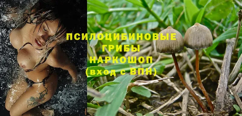 купить наркоту  Иннополис  Галлюциногенные грибы Magic Shrooms 